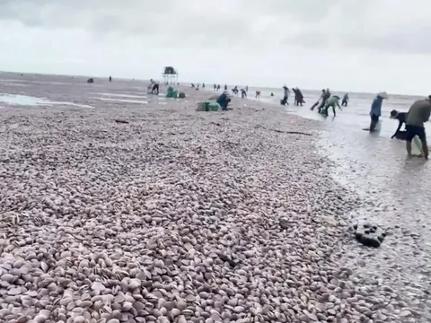 Hàng trăm tấn ngao dạt vào ven biển Nam Định