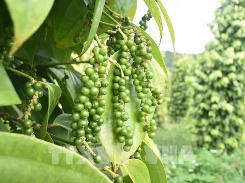 Mang sản phẩm hồ tiêu Việt Nam đến với thị trường Pháp