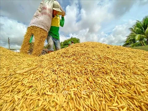 Hiệp hội Lương thực: Giá gạo ở Đồng bằng sông Cửu Long tăng khá tốt