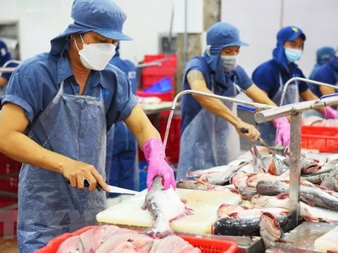 Xuất khẩu thủy sản vẫn ảm đạm khiến giá nguyên liệu có xu hướng giảm