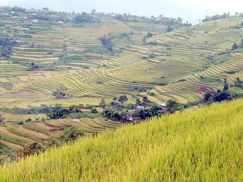 Mùa vàng trên những thửa ruộng bậc thang ở Lai Châu