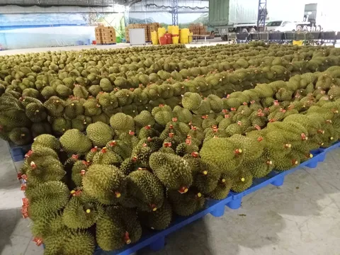 Sầu riêng Đắk Lắk 2023 – Cơ hội & Thách thức
