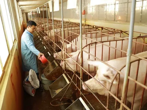 Phú Thọ: Xử phạt doanh nghiệp chăn nuôi gây ô nhiễm môi trường