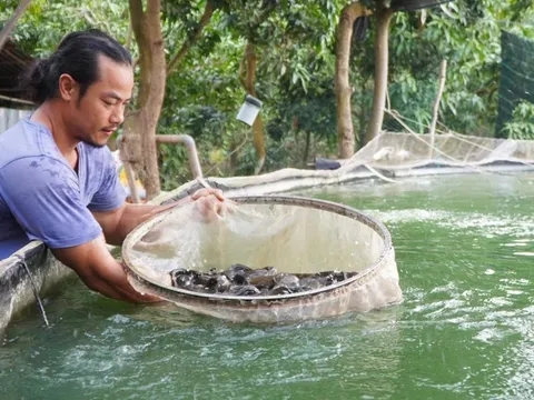 Người nông dân Đồng Tháp kiếm hàng tỷ đồng từ nuôi cá đặc sản trong bể lót bạt