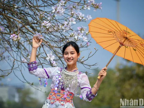 Thiếu nữ Tây Bắc khoe sắc cùng hoa ban Điện Biên những ngày tháng 3.