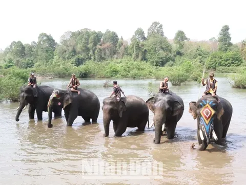 Du lịch thân thiện với voi