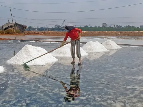 Diêm dân Cà Mau Muối lo lắng vì muối được mùa nhưng mất giá