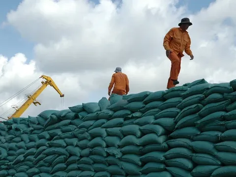 Cần nắm bắt tốt các tín hiệu thị trường gạo