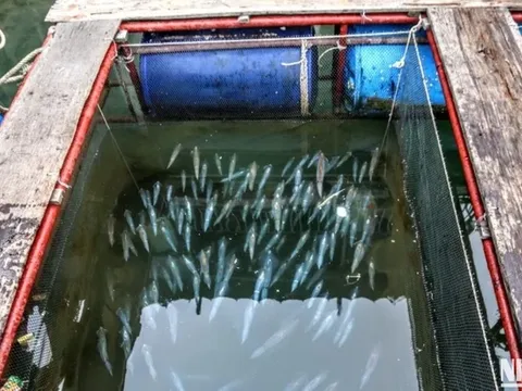 Về Hà Tĩnh xem ngư dân săn mực nhảy Vũng Áng