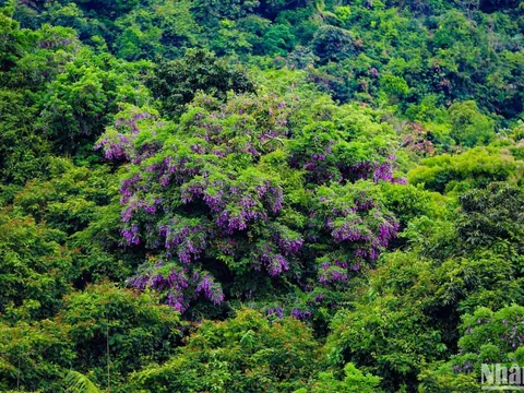 Bán đảo Sơn Trà - mùa hoa thàn mát tím