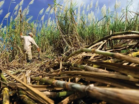 Cuba nhiều khả năng phải nhập khẩu đường do sản lượng mía đường giảm mạnh