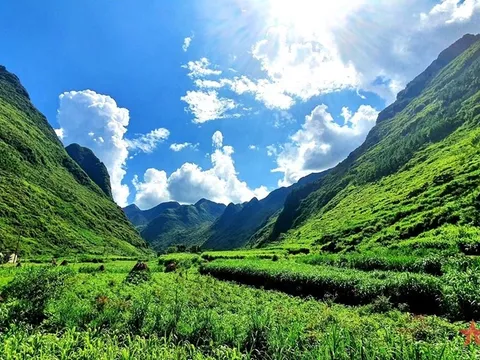 Mùa ngô xanh trên cao nguyên đá xám