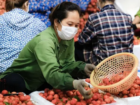 Vải thiều Lục Ngạn mất mùa