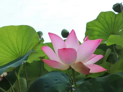 Hoa sen rực nở, tỏa hương trên quê hương Bác Hồ