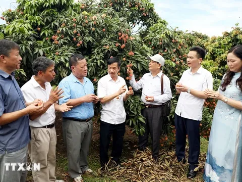 Hải Dương xúc tiến tiêu thụ vải thiều Thanh Hà gắn với các tour du lịch