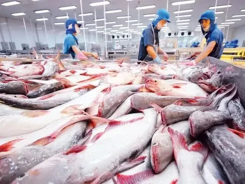 Cá tra Việt Nam đối mặt với sự cạnh tranh trên thị trường quốc tế
