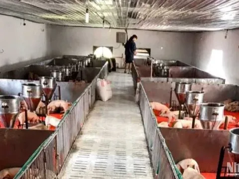 Thái Bình: Một công ty bị xử phạt 400 triệu đồng vì vi phạm bảo vệ môi trường