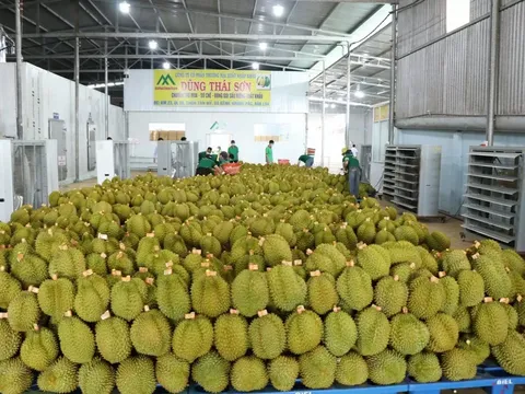 Xuất khẩu sầu riêng của Việt Nam tiếp tục phá kỷ lục
