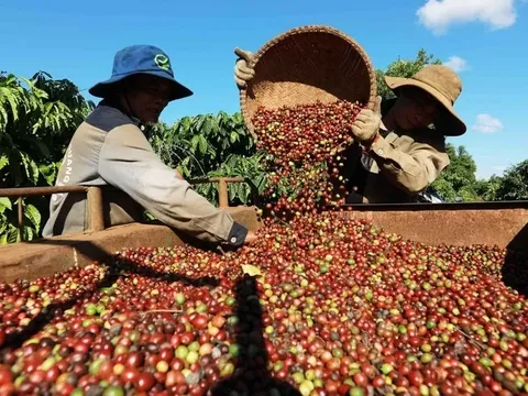 Quy mô thị trường cà phê tại Trung Quốc dự kiến đạt 2,3 tỷ USD vào năm 2029