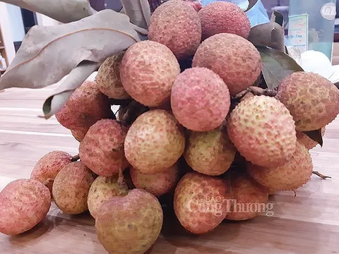 Giá vải lai đầu mùa dao động trong khoảng 50.000 - 60.000 đồng/kg