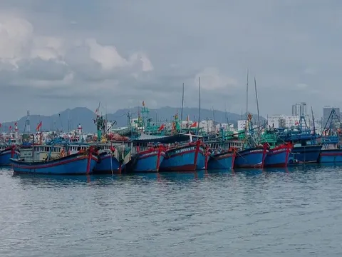 Cà Mau quyết liệt cao điểm chống khai thác IUU: Hướng tới Gỡ “Thẻ Vàng” và phát triển bền vững