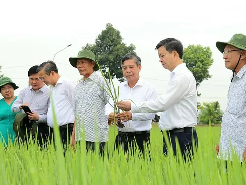 Cần Thơ: Lan tỏa phong trào “Tết trồng cây” năm 2026 tại xã Tân Hòa