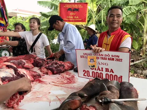 Hải Phòng: Có giá tiền triệu, thịt trâu chọi Đồ Sơn vẫn hút khách