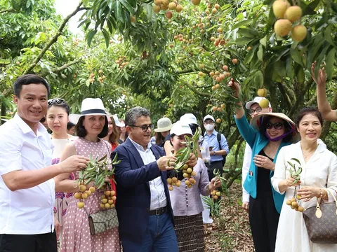 Vải thiều Thanh Hà được mùa, được giá và xuất khẩu sang nhiều châu lục