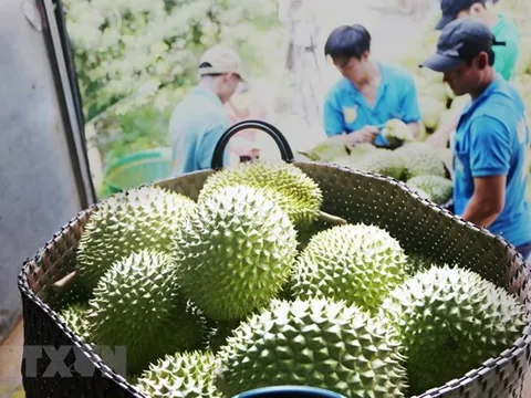 Sầu riêng được xuất khẩu chính ngạch sang Trung Quốc từ ngày 11/7