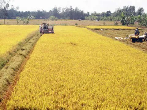 Nâng cao năng lực thích ứng với biến đổi khí hậu của Hợp tác xã nông nghiệp vùng đồng bằng sông Cửu Long