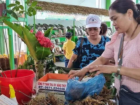 Quảng Nam tổ chức Lễ hội sâm Ngọc Linh